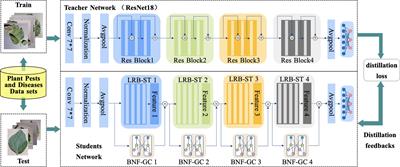 Plant pest and disease lightweight identification model by fusing tensor features and knowledge distillation